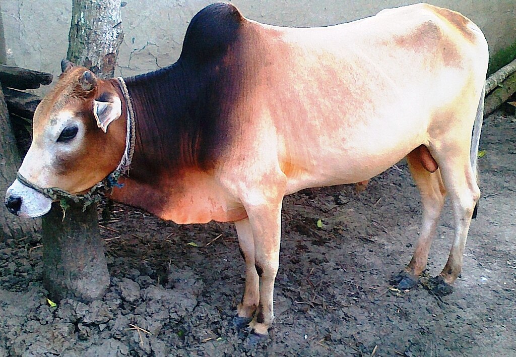 Deshi Goru 95kg