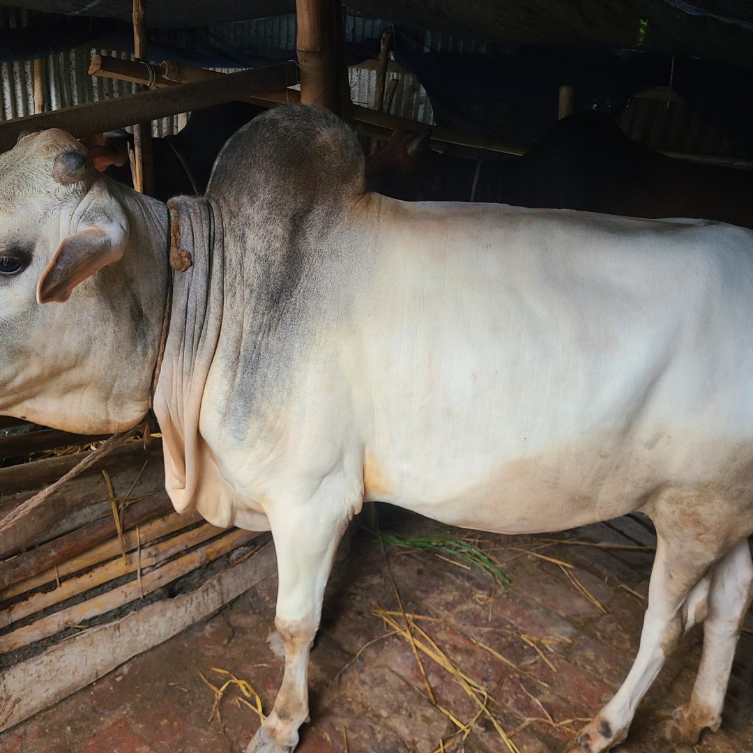 দেশি গরু