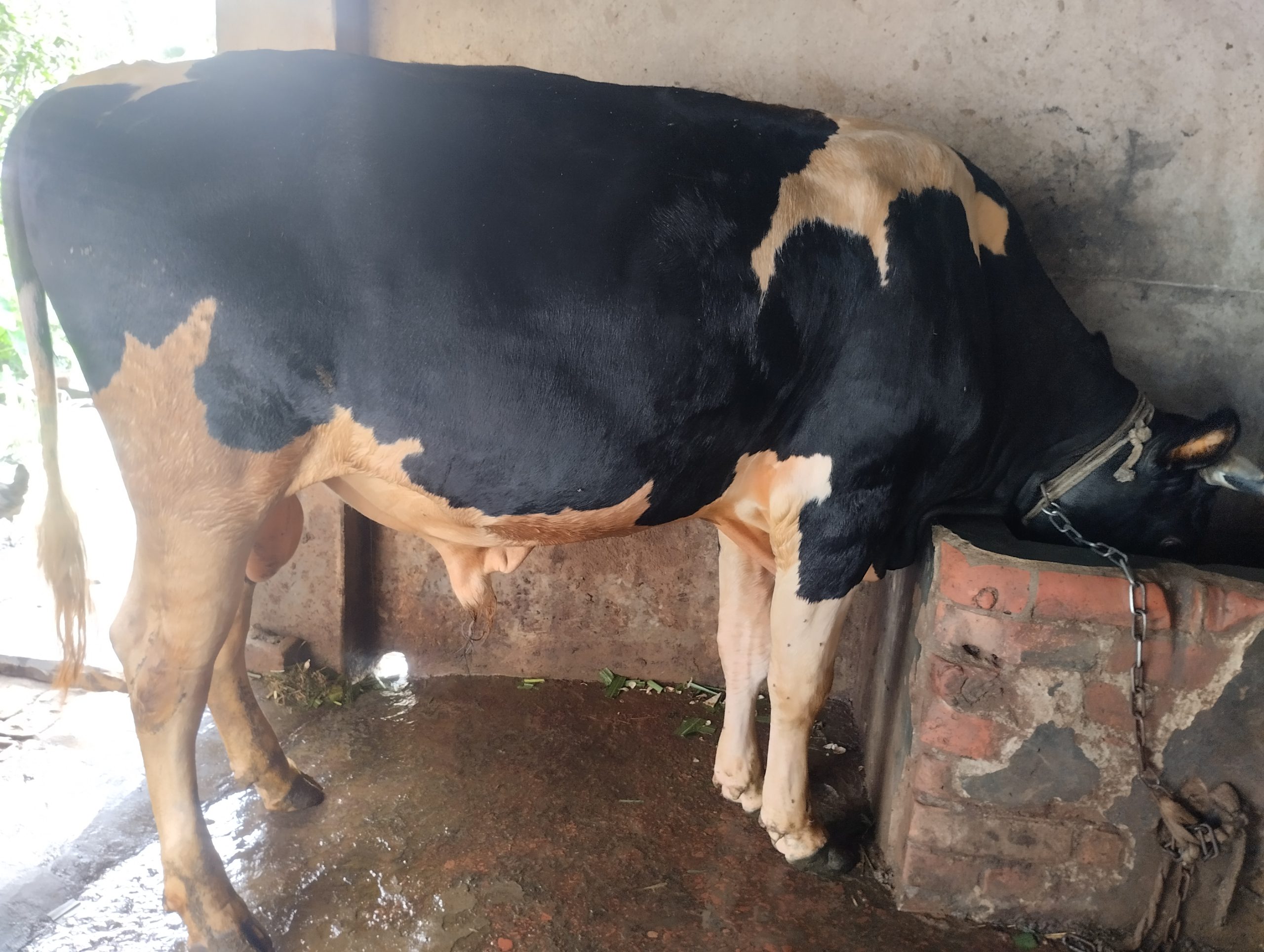 কোরবানির গরু