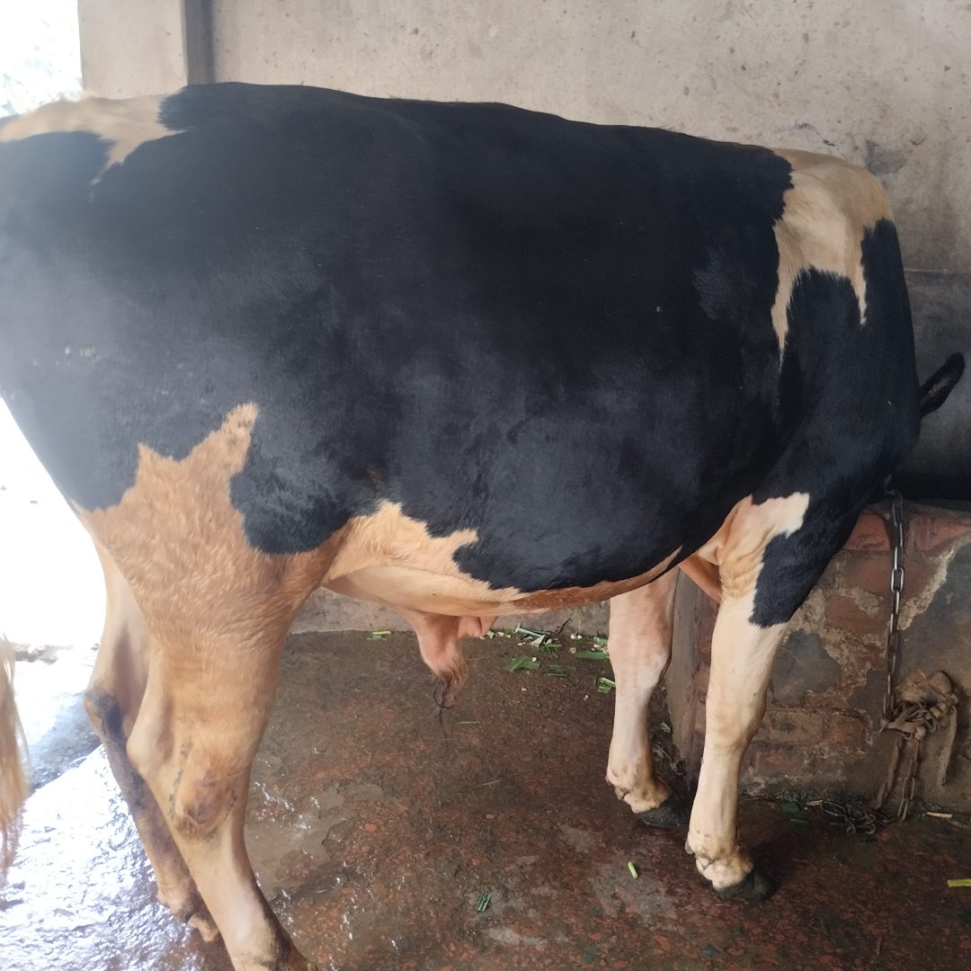 কোরবানির গরু